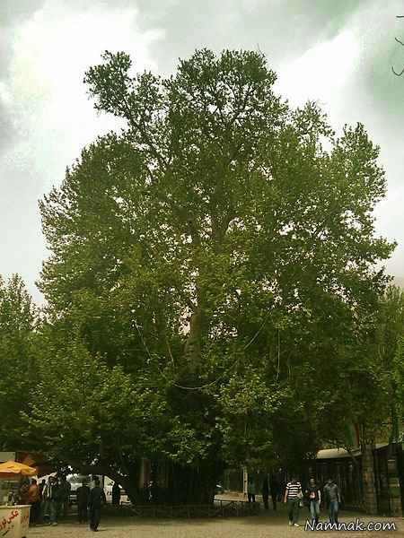 درخی که شیرین برای فرهاد کاشت